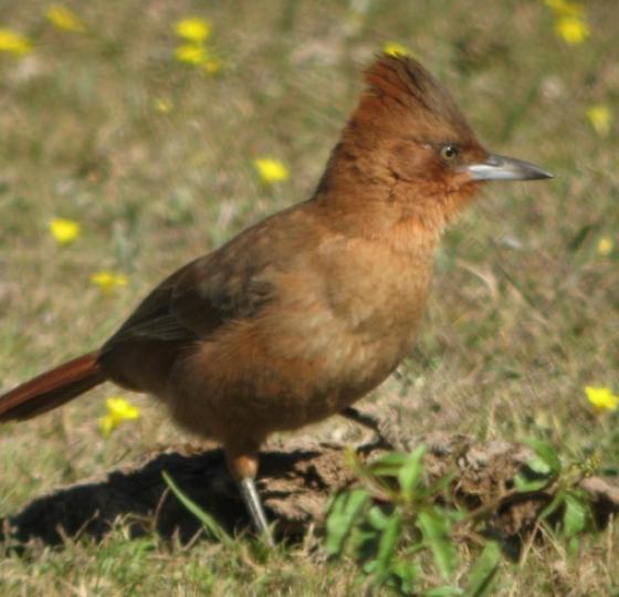Birding Paraguay